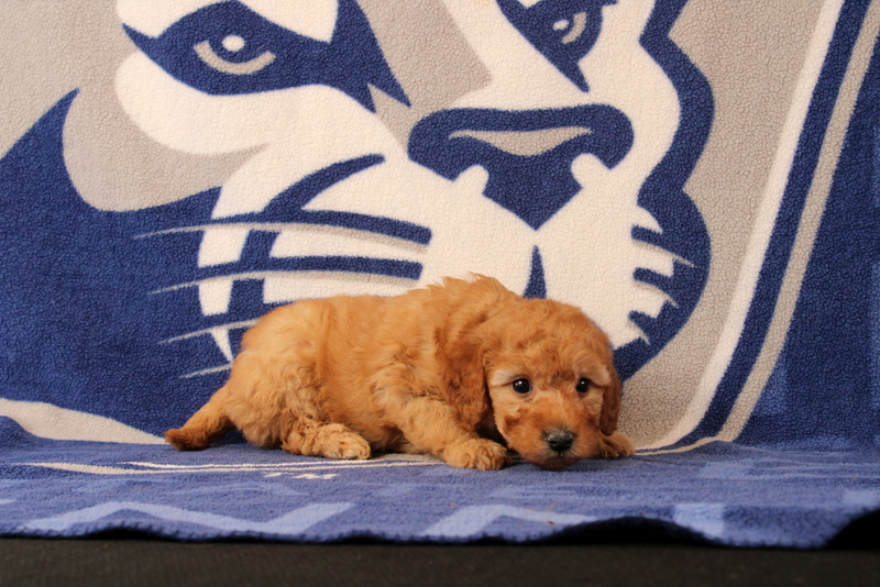 puppy, for, sale, Mini Goldendoodle F1B, Matthew B. Stoltzfus, dog, breeder, Gap, PA, dog-breeder, puppy-for-sale, forsale, nearby, find, puppyfind, locator, puppylocator, aca